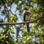 Cómo es la observación de aves en los alrededores de Mérida.